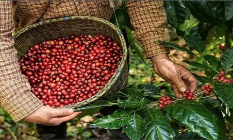 Nhiều yếu tố thúc đẩy xuất khẩu cà phê tăng: Xuất khẩu cà phê "cầm chắc" 5 tỷ USD?